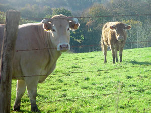 2 vaches